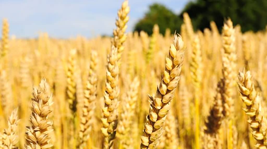 Hur påverkas vi av en antiinflammatorisk kost utan gluten, mejerier mm?