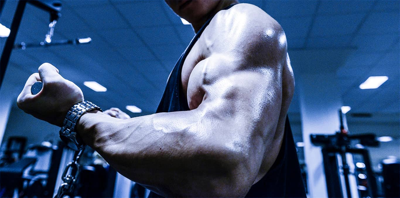 Muskelfascior, muskelknutar och Self Myofascial Release
